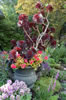 My Gallery: Image